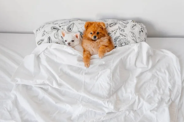 Vista Superior Lindos Cachorros Pomerania Chihuahua Acostados Almohadas Debajo Manta —  Fotos de Stock