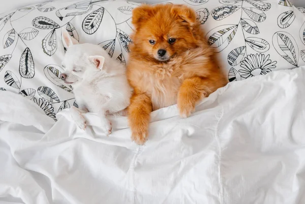 Vista Superior Lindos Cachorros Pomerania Chihuahua Acostados Almohadas Debajo Manta —  Fotos de Stock