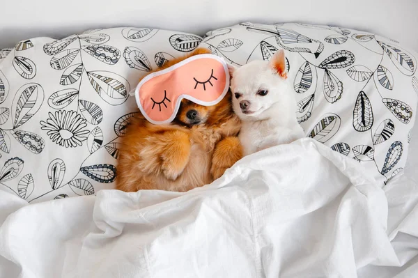 yastık battaniye altında yatan şirin pomeranian ve chihuahua yavrusu üstten görünüm