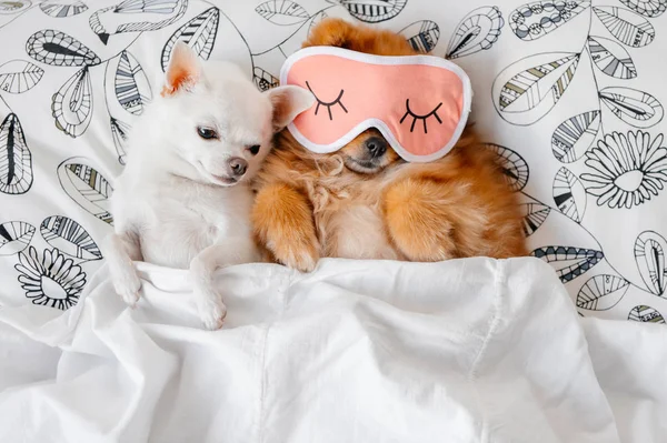 yastık battaniye altında yatan şirin pomeranian ve chihuahua yavrusu üstten görünüm