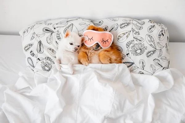 yastık battaniye altında yatan şirin pomeranian ve chihuahua yavrusu üstten görünüm