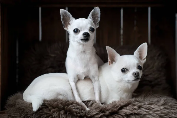 귀여운 치와와 강아지 카펫에 — 스톡 사진