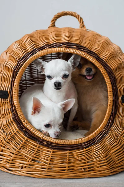 귀여운 치와와 Pomeranian 강아지 바구니 집에서에서 휴식의 — 스톡 사진