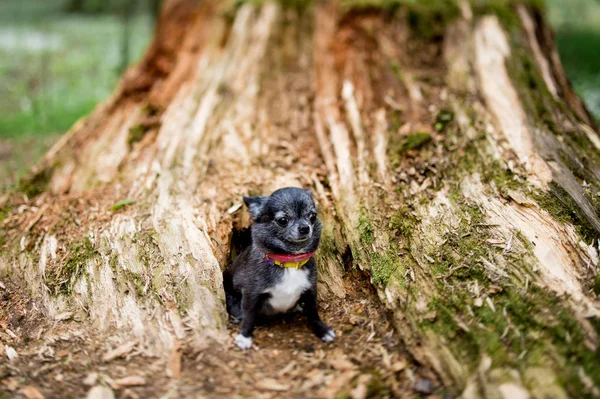 Close Van Schattige Chihuahua Hond Herfst Park — Stockfoto