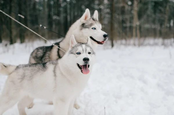 Vista Cerca Los Grandes Perros Husky Siberianos Parque Invierno —  Fotos de Stock