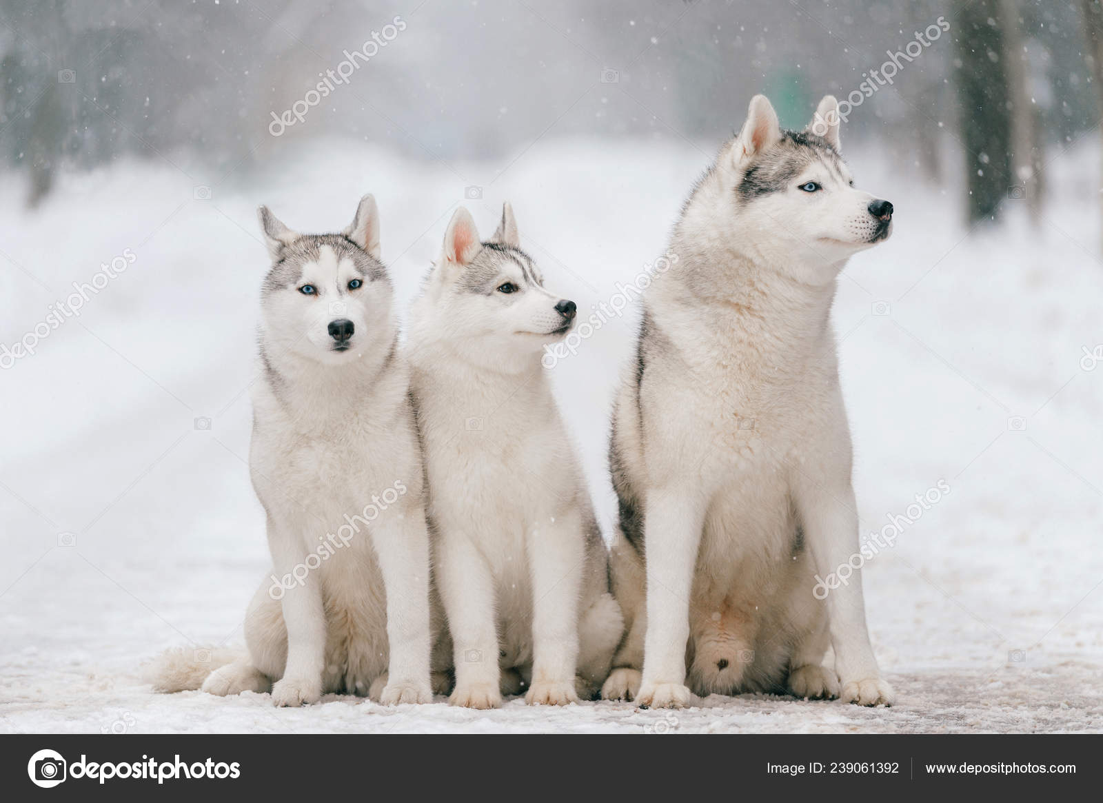 Giant Siberian Husky Dog Close View Big Siberian Husky Dogs Winter
