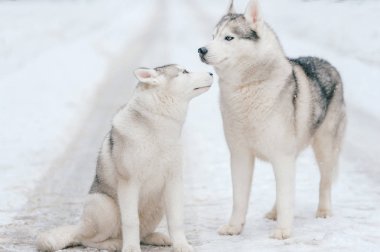 büyük Sibirya husky köpek kış Park görünümünü kapat