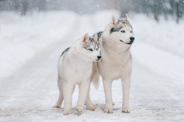 büyük Sibirya husky köpek kış Park görünümünü kapat