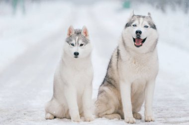 büyük Sibirya husky köpek kış Park görünümünü kapat