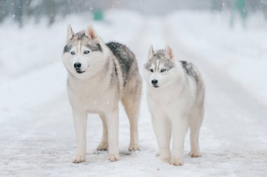 büyük Sibirya husky köpek kış Park görünümünü kapat