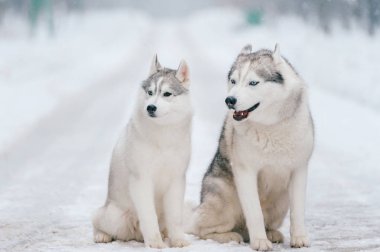 büyük Sibirya husky köpek kış Park görünümünü kapat