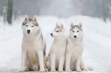 büyük Sibirya husky köpek kış Park görünümünü kapat