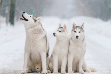 büyük Sibirya husky köpek kış Park görünümünü kapat