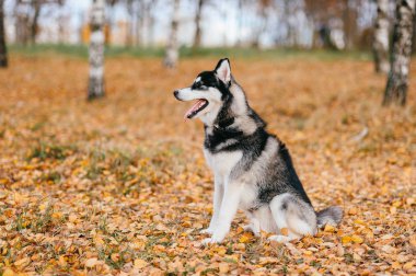 Sonbahar Park büyük husky köpek görünümünü kapat