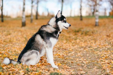 Sonbahar Park büyük husky köpek görünümünü kapat