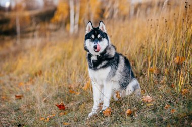 Sonbahar Park büyük husky köpek görünümünü kapat