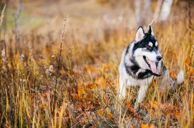 Sonbahar Park büyük husky köpek görünümünü kapat