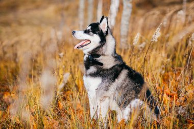 Sonbahar Park büyük husky köpek görünümünü kapat