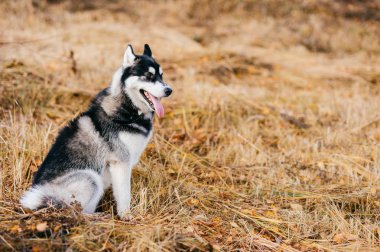 Sonbahar Park büyük husky köpek görünümünü kapat