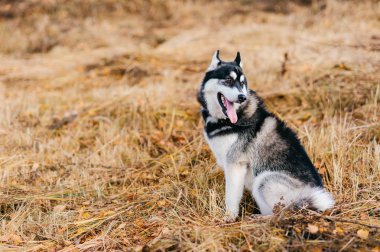 Sonbahar Park büyük husky köpek görünümünü kapat