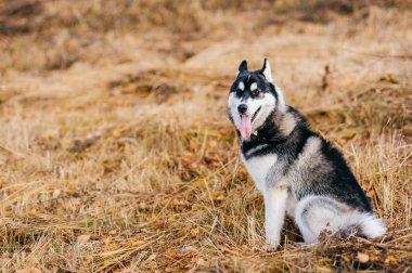 Sonbahar Park büyük husky köpek görünümünü kapat
