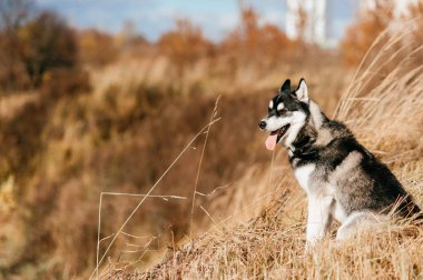 Sonbahar Park büyük husky köpek görünümünü kapat