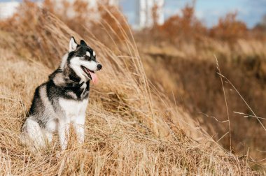 Sonbahar Park büyük husky köpek görünümünü kapat