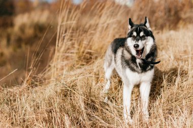 Sonbahar Park büyük husky köpek görünümünü kapat