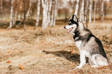 Sonbahar Park büyük husky köpek görünümünü kapat