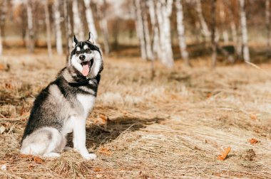 Sonbahar Park büyük husky köpek görünümünü kapat