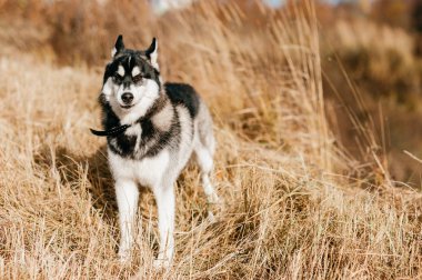 Sonbahar Park büyük husky köpek görünümünü kapat