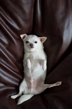 şirin chihuahua köpek yavrusu yastık döşeme üstten görünüm