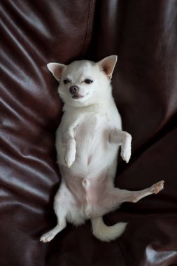 şirin chihuahua köpek yavrusu yastık döşeme üstten görünüm