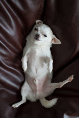 şirin chihuahua köpek yavrusu yastık döşeme üstten görünüm