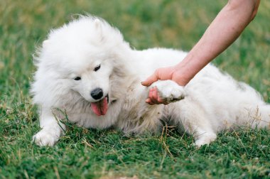 yeşil çimenlerin üzerinde dinlenme büyük kabarık samoyed köpek görünümünü kapat