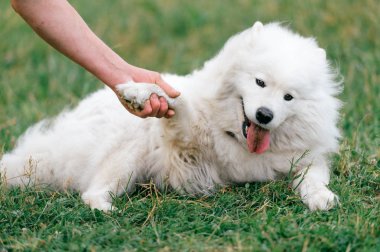 yeşil çimenlerin üzerinde dinlenme büyük kabarık samoyed köpek görünümünü kapat