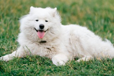 yeşil çimenlerin üzerinde dinlenme büyük kabarık samoyed köpek görünümünü kapat