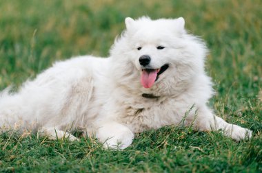yeşil çimenlerin üzerinde dinlenme büyük kabarık samoyed köpek görünümünü kapat