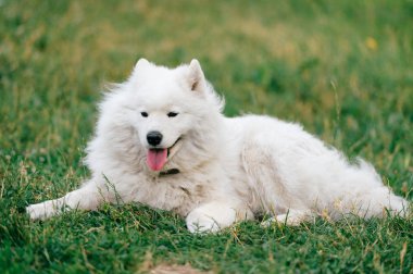 yeşil çimenlerin üzerinde dinlenme büyük kabarık samoyed köpek görünümünü kapat