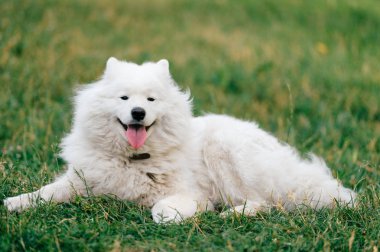 yeşil çimenlerin üzerinde dinlenme büyük kabarık samoyed köpek görünümünü kapat