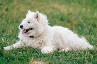 yeşil çimenlerin üzerinde dinlenme büyük kabarık samoyed köpek görünümünü kapat