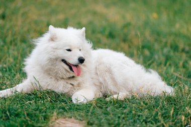 yeşil çimenlerin üzerinde dinlenme büyük kabarık samoyed köpek görünümünü kapat