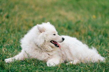 yeşil çimenlerin üzerinde dinlenme büyük kabarık samoyed köpek görünümünü kapat
