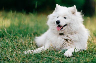 yeşil çimenlerin üzerinde dinlenme büyük kabarık samoyed köpek görünümünü kapat