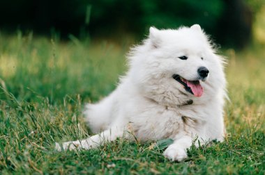 yeşil çimenlerin üzerinde dinlenme büyük kabarık samoyed köpek görünümünü kapat