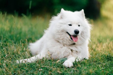 yeşil çimenlerin üzerinde dinlenme büyük kabarık samoyed köpek görünümünü kapat