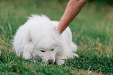 yeşil çimenlerin üzerinde dinlenme büyük kabarık samoyed köpek görünümünü kapat