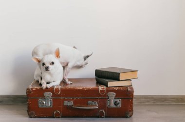 Çantayı yere evde oturma sevimli chihuahua kukla görünümünü kapat