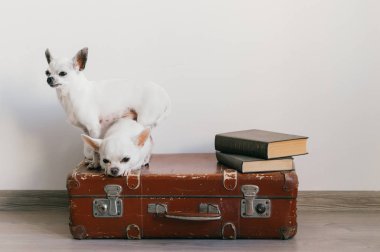 Çantayı yere evde oturma sevimli chihuahua kukla görünümünü kapat