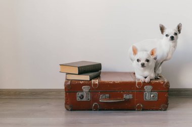 Çantayı yere evde oturma sevimli chihuahua kukla görünümünü kapat